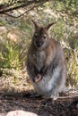 Red-necked wallaby or Bennett's wallaby - female with her joey