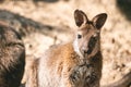 Red-necked wallaby close-up. Royalty Free Stock Photo