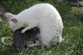 Red necked wallaby with her joey Royalty Free Stock Photo