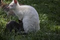 Red necked wallaby with her joey Royalty Free Stock Photo