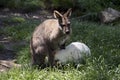 Red necked wallaby with her joey joey Royalty Free Stock Photo