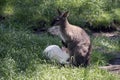 Red necked wallaby with her joey Royalty Free Stock Photo