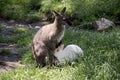 Red necked wallaby with her joey Royalty Free Stock Photo