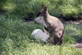 Red necked wallaby with her joey Royalty Free Stock Photo