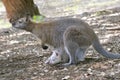 Red-necked wallaby and its joey Royalty Free Stock Photo