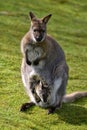 Red-necked wallaby and its joey Royalty Free Stock Photo