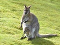 Red-necked wallaby and its joey Royalty Free Stock Photo