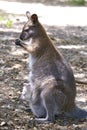 Red-necked wallaby and its joey Royalty Free Stock Photo