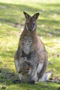 Red-necked wallaby and its joey Royalty Free Stock Photo