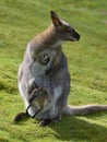 Red-necked wallaby and its joey Royalty Free Stock Photo