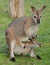 Red Necked Wallaby