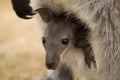 A red necked wallaby joey Royalty Free Stock Photo