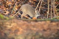 Red-necked wallaby joey