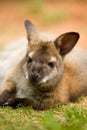 Red-necked wallaby lying on green grass