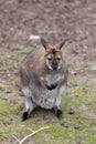 Red-necked wallaby Royalty Free Stock Photo