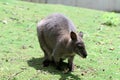 The red-necked wallaby