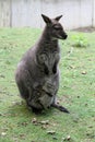 The red-necked wallaby