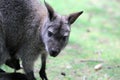 The red-necked wallaby