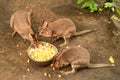 Red Necked Wallaby otherwise known as a Bennett's Wallaby eating fruit. small cangaroo Royalty Free Stock Photo