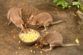 Red Necked Wallaby otherwise known as a Bennett's Wallaby eating fruit. small cangaroo Royalty Free Stock Photo