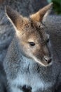 Red-necked wallaby Royalty Free Stock Photo