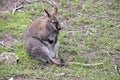 The red necked wallaby is sc ratching her stomach