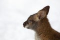 Red-necked Wallaby in snowy winter Royalty Free Stock Photo