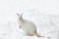 Red-necked Wallaby in snowy winter Royalty Free Stock Photo