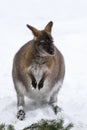 Red-necked Wallaby in snowy winter Royalty Free Stock Photo