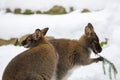Red-necked Wallaby in snowy winter Royalty Free Stock Photo