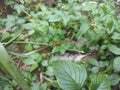 A red needle dragonfly perched on the grass