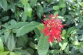 Red needle flower on green leaves with branches hanging on tree closeup for design. Royalty Free Stock Photo