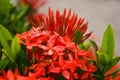 Red needle flowers blooming soft blur beauty nature Royalty Free Stock Photo