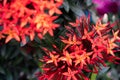 Red needle inflorescences in the garden