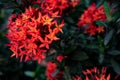 Red needle inflorescences in the garden