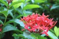 Red needles for article assembly. flower in the park garden