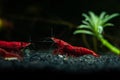 Red neocaridina shrimp fire pet aquarium freshwater nature macro