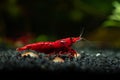 Red neocaridina shrimp fire pet aquarium freshwater nature macro