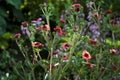 Red Nepal cinquefoil flowers closeup