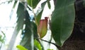 Red Nepenthes Pitcher with green leaves, carnivorous, tropical plant in the garden with Royalty Free Stock Photo