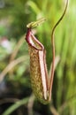 Red Nepenthes