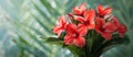 Red Nerium Oleander Flowers in Vase on Table Royalty Free Stock Photo