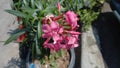 Red nerium oleander ornamental plant Royalty Free Stock Photo