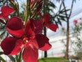 Red Nerium oleander Royalty Free Stock Photo