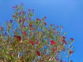 Red Nerium oleander shrub on blue sky background Royalty Free Stock Photo