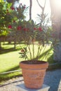 Red nerium oleander tree in pot