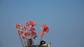 Red net marker flags on a traditional fishing boat, copy space