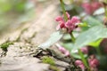 Red nettle. Wild flowers, selective focus