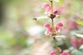 Red nettle. Wild flowers, selective focus