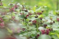 Red nettle. Wild flowers, selective focus